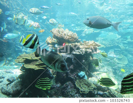 串本海洋公園和歌山水族館 103326743