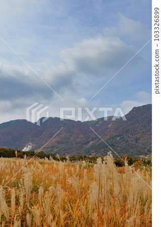 忠原沼澤的秋草和秋葉（2021年11月大分縣九重町） 103326899