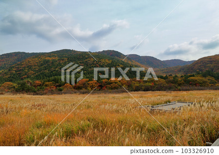 Autumn grass and autumn leaves of Tadewara Marsh (November 2021 Kokonoe Town, Oita Prefecture) 103326910