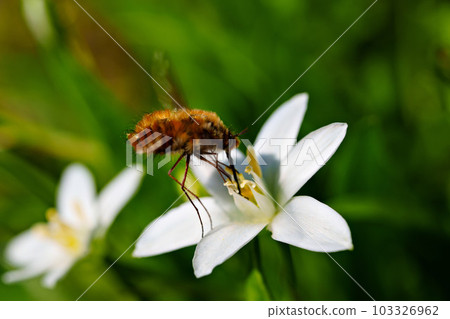 close-up. The bee pollinates flowers. 103326962