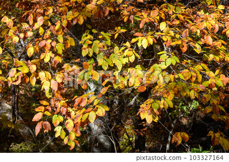 Autumn leaves along the Nisshio Momiji Line 103327164