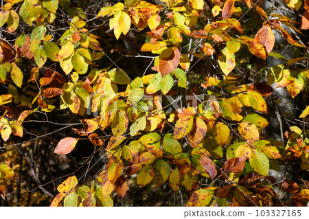 西尾紅葉線沿線的紅葉 西尾紅葉線沿線的紅葉 103327165