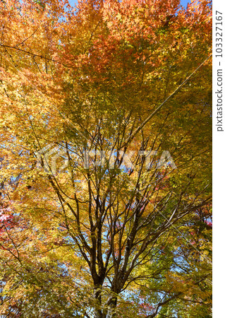 西尾紅葉線沿線的紅葉 西尾紅葉線沿線的紅葉 103327167