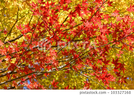 西尾紅葉線沿線的紅葉 103327168