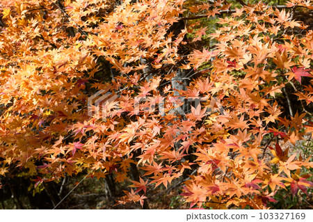 西尾紅葉線沿線的紅葉 西尾紅葉線沿線的紅葉 103327169