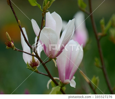 Bush with white magnolias in the park, spring day Bush with white magnolias in the park, spring day 103327276