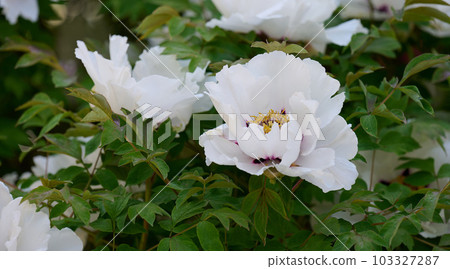 Tree peony bush with green leaves and white flowers in the park 103327287