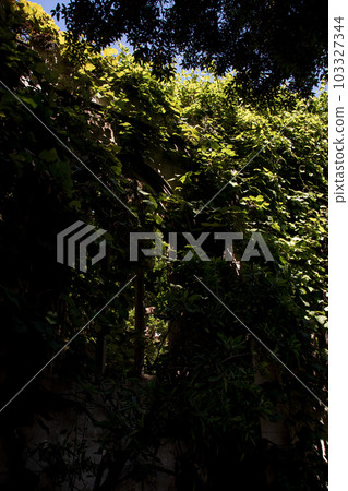 Trees with beautiful shadows Trees with beautiful shadows 103327344
