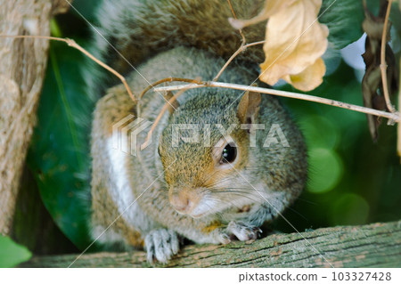 Squirrel squirrel Squirrel squirrel 103327428