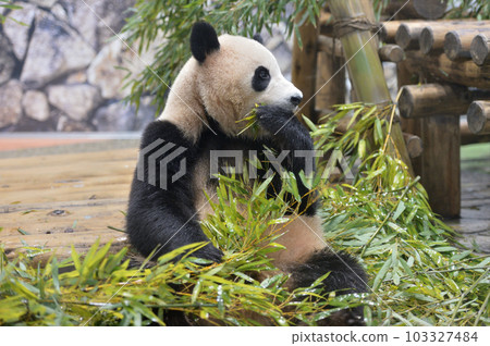 Yohama eating bamboo deliciously Yohama eating bamboo deliciously 103327484