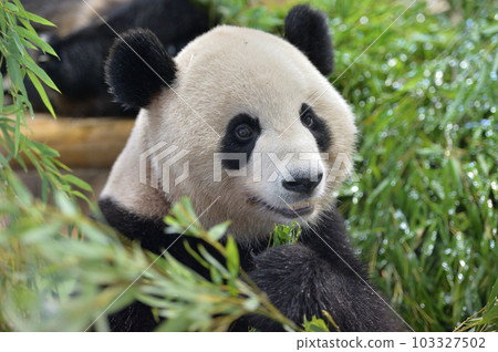 梅濱美味地吃著竹子 梅濱美味地吃著竹子 103327502