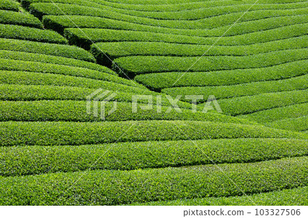 初夏的茶園 初夏的茶園 103327506
