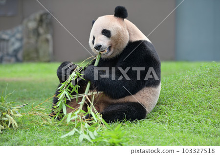 明濱美味地吃著竹子 103327518