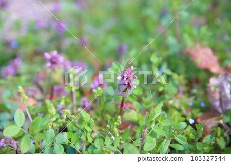 早春的野花 103327544