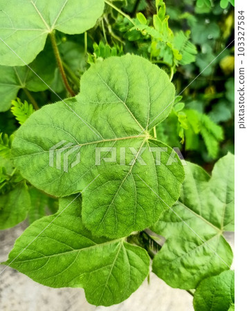 Close up of stinking passionflower plant Close up of stinking passionflower plant 103327584
