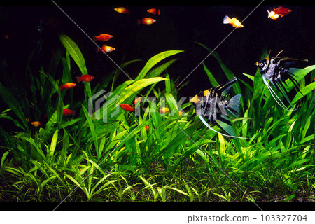 Aquarium Aquarium layout Angel and Platy 103327704