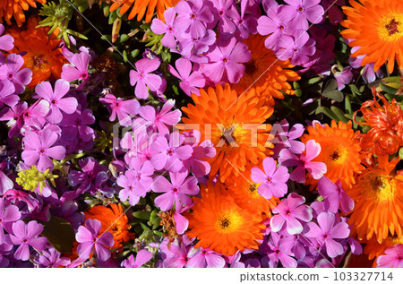 Flower bed in spring Lively flower bed Flower bed in spring Lively flower bed 103327714