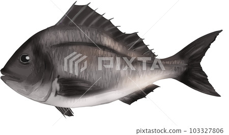 realistic black sea bream realistic black sea bream 103327806