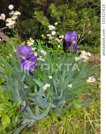 常見的花 常見的花 103327818