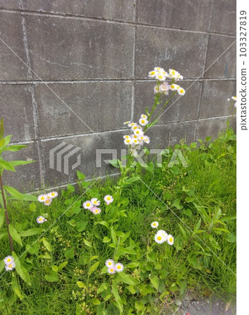 常見的花 常見的花 103327819