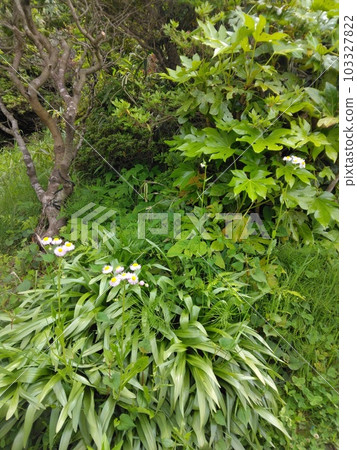 常見的花 常見的花 103327822