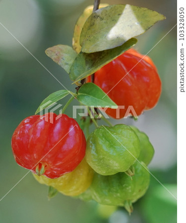 pitanga紅色果子 103328050
