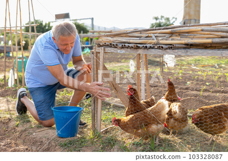 Positive aged man collecting chicken eggs in poultry house at smallholding 103328087