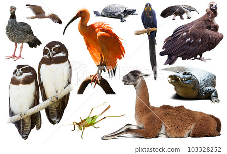 south american animals on white 103328252