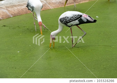 Milky stork close up yellow red beak looking for food in river Milky stork close up yellow red beak looking for food in river 103328266