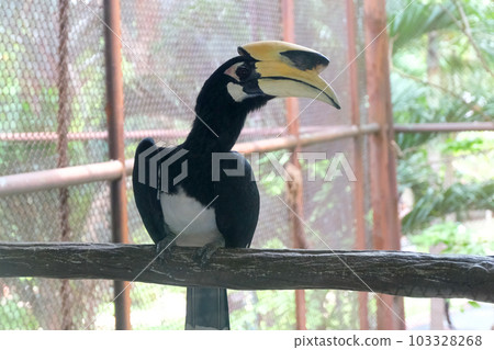 Close up portrait of a Great hornbill Close up portrait of a Great hornbill 103328268