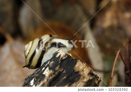 箱根舞舞 103328392