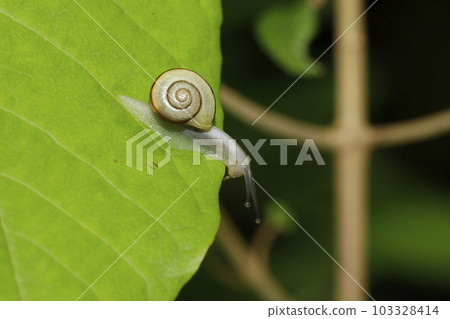 Hakone Maimai 103328414