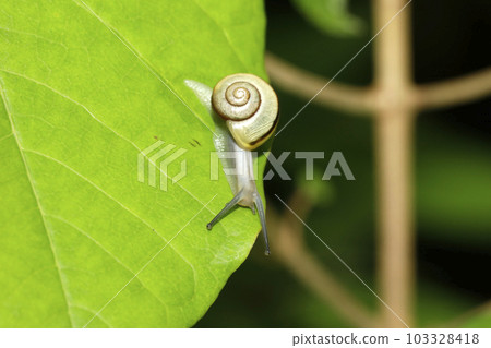 Hakone Maimai 103328418