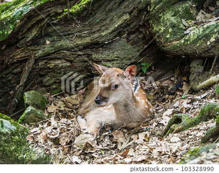 Newborn fawn at the base of a tree Newborn fawn at the base of a tree 103328990