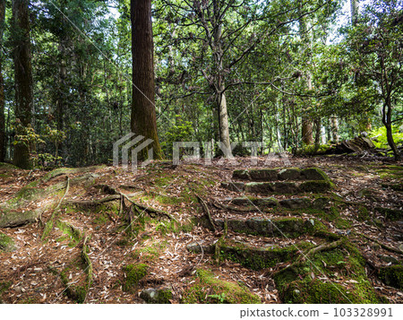 Mysterious old stairs in the forest 103328991