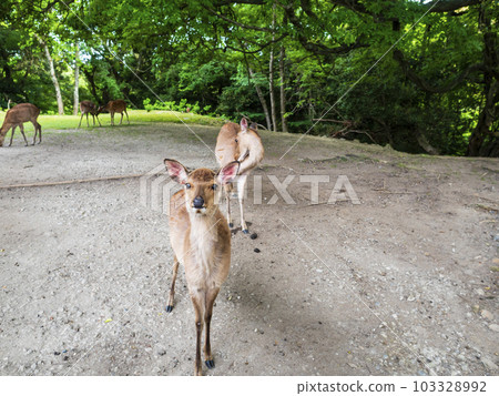Cute deer approaching fearfully Cute deer approaching fearfully 103328992