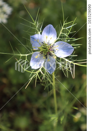 Nigella grown from spilled seeds 103329090