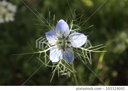 Nigella grown from spilled seeds 103329091