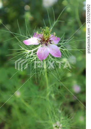 Nigella grown from spilled seeds 103329092