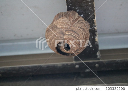 黃蜂巢危險危險蜂箱蜂王滅絕 黃蜂巢危險危險蜂箱蜂王滅絕 103329200
