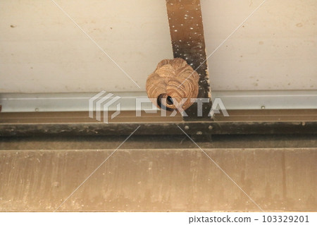大黃蜂,馬蜂窩,危險,過敏,滅絕 大黃蜂,馬蜂窩,危險,過敏,滅絕 103329201