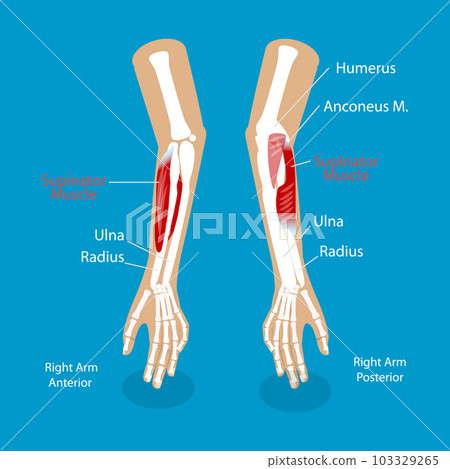 3D Isometric Flat Vector Conceptual Illustration of Supinator Muscle 103329265