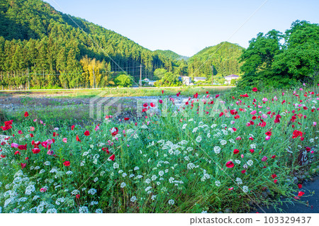 Oashi 河，從 Ashinosato 公園附近看，新鮮的綠色風景，鹿沼市 103329437