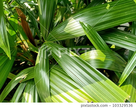 Close up of bamboo palm plant Close up of bamboo palm plant 103329536
