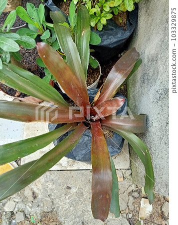 Close up view of blushing bromeliad plant Close up view of blushing bromeliad plant 103329875