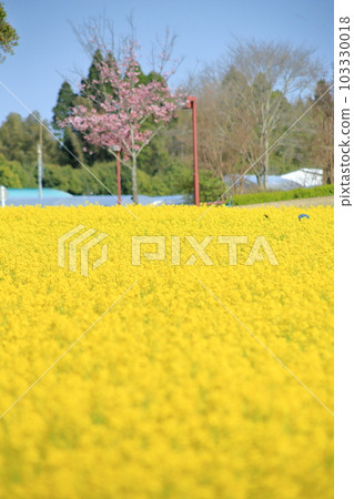 Kawazu cherry blossoms in full bloom and field of rape blossoms Kawazu cherry blossoms in full bloom and field of rape blossoms 103330018