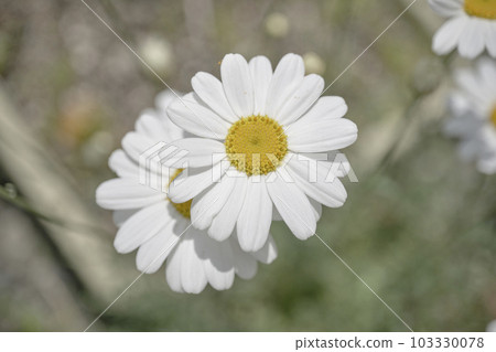 beautiful white pyrethrum flowers beautiful white pyrethrum flowers 103330078