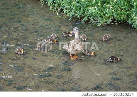 Spot-billed duck parent and child on the riverside 103330234