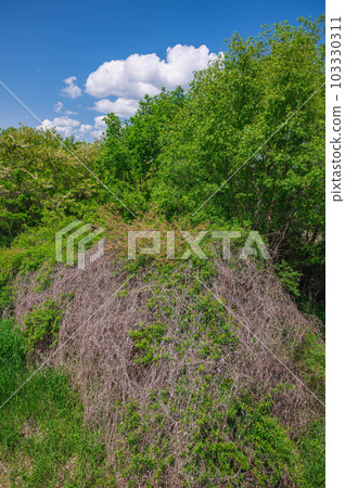 thicket on the river bank 103330311