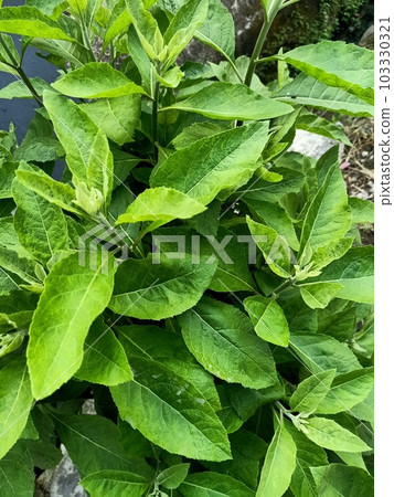 Close up of white crownbeard plant Close up of white crownbeard plant 103330321